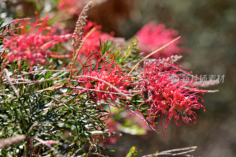 Grevillea Banksii /红色丝滑橡木花